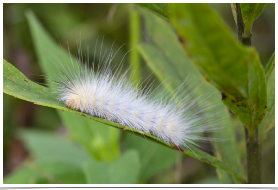 Yellow Bear 
Spilosoma virginica
Dekalb County, Alabama